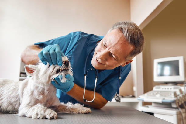 Best Emergency Wisdom Teeth Removal in Kingstowne, VA